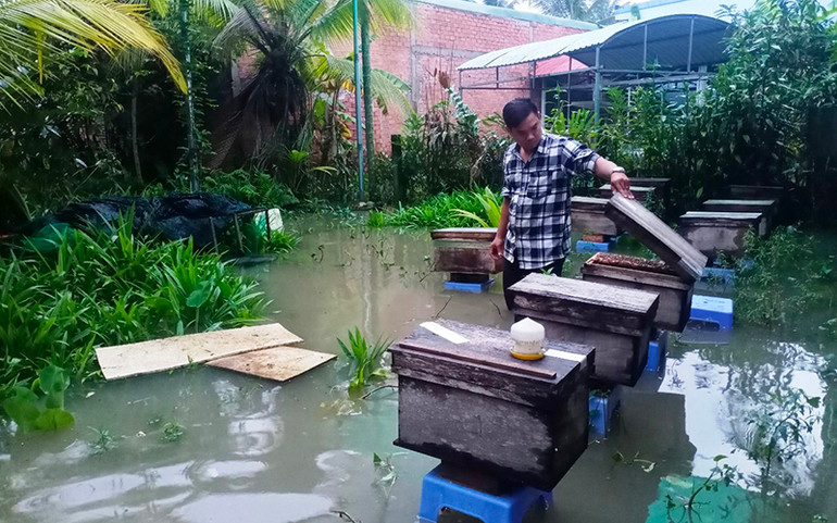 Một hộ nuôi ong ở Phường 10, thành phố Mỹ Tho (Tiền Giang) bị triều cường gây ngập.