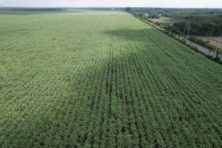 Toàn cảnh Vùng Nguyên Liệu Nông trường của Công ty Cổ phần Thành Thành Công - Biên Hòa tại Trà Võ, Tây Ninh