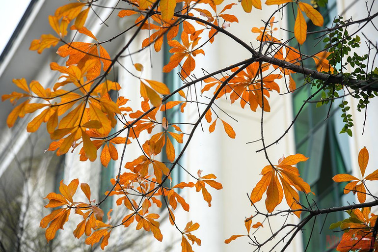 Trên những góc phố, ngõ nhỏ của Hà Nội các tán lá xen lẫn sắc vàng, đỏ. (Ảnh: THÀNH ĐẠT)