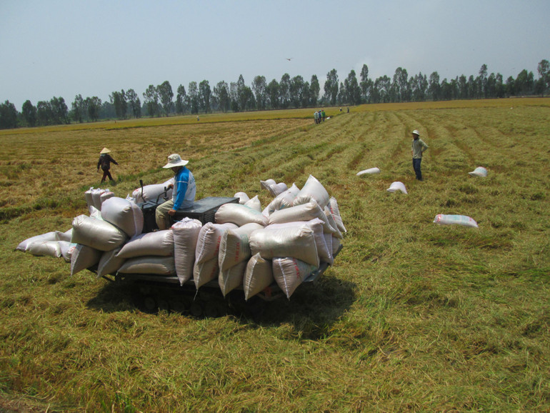 Thu hoạch lúa tại tỉnh An Giang.