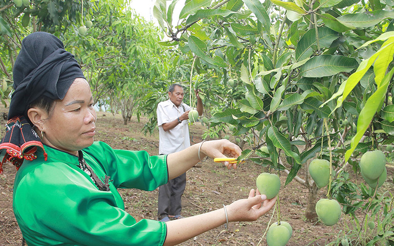 Xoài tròn Yên Châu (Sơn La) đã được cấp văn bằng bảo hộ về chỉ dẫn địa lý.