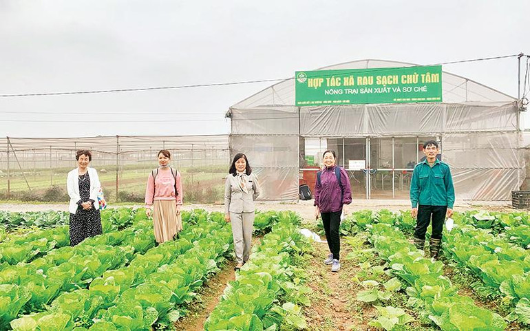 Xây dựng mô hình liên kết khả thi trong sản xuất, tiêu thụ rau an toàn là tâm nguyện của bà Bùi Thị An (ngoài cùng, bên trái).