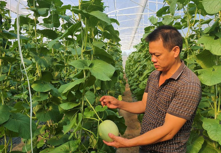 Nông dân thị xã Ba Đồn (Quảng Bình) trồng dưa lưới trong nhà màng đem lại doanh thu cao