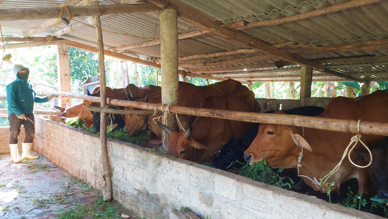 Nuôi bò lai giúp thoát nghèo ở huyện Quảng Trạch (Quảng Bình)