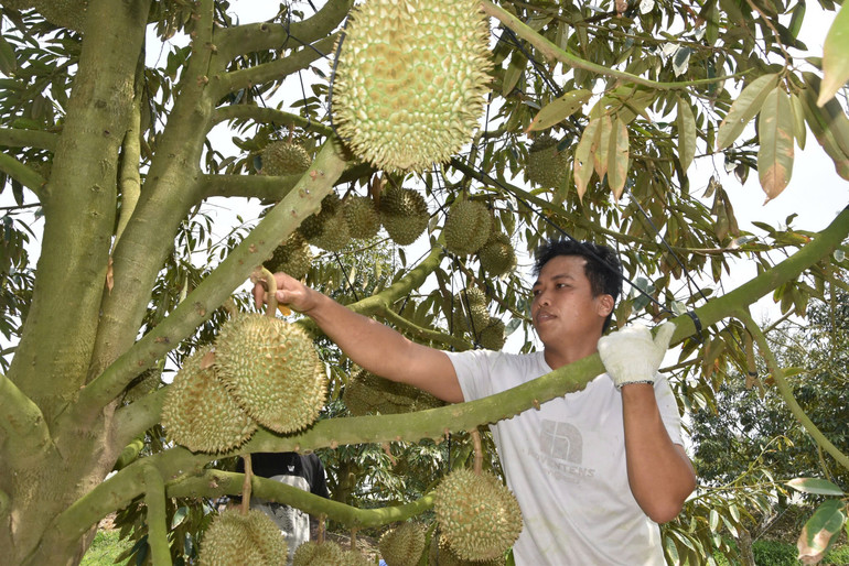 Thu hoạch sầu riêng tại xã Mỹ Thành Bắc, huyện Cai Lậy, tỉnh Tiền Giang. Thu hoạch sầu riêng tại xã Mỹ Thành Bắc, huyện Cai Lậy, tỉnh Tiền Giang.