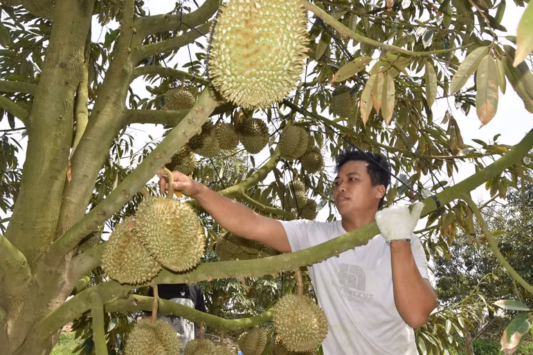 Thu hoạch sầu riêng tại xã Mỹ Thành Bắc, huyện Cai Lậy, tỉnh Tiền Giang.