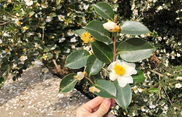 Hoa sở là giống họ trà, có màu trắng vàng.