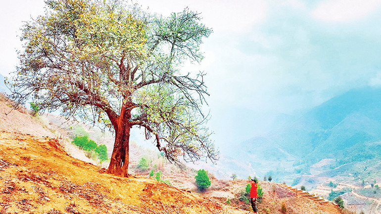 Những cây sơn tra cổ thụ hàng trăm năm tuổi tại bản Nậm Nghiệp. Những cây sơn tra cổ thụ hàng trăm năm tuổi tại bản Nậm Nghiệp.