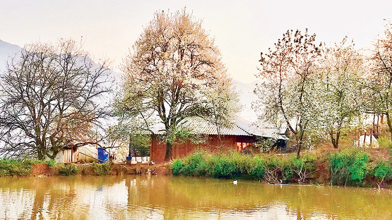 Bản Nậm Nghiệp vào mùa hoa sơn tra. Bản Nậm Nghiệp vào mùa hoa sơn tra.