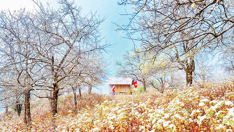 Hoa sơn tra mộc mạc, biểu tượng cho sức sống kiên cường của vùng cao. Hoa sơn tra mộc mạc, biểu tượng cho sức sống kiên cường của vùng cao.