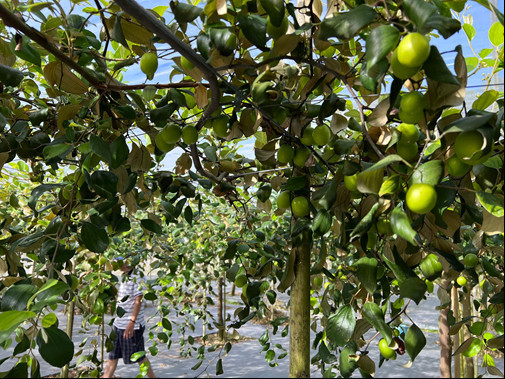 Đang chờ người hái quả