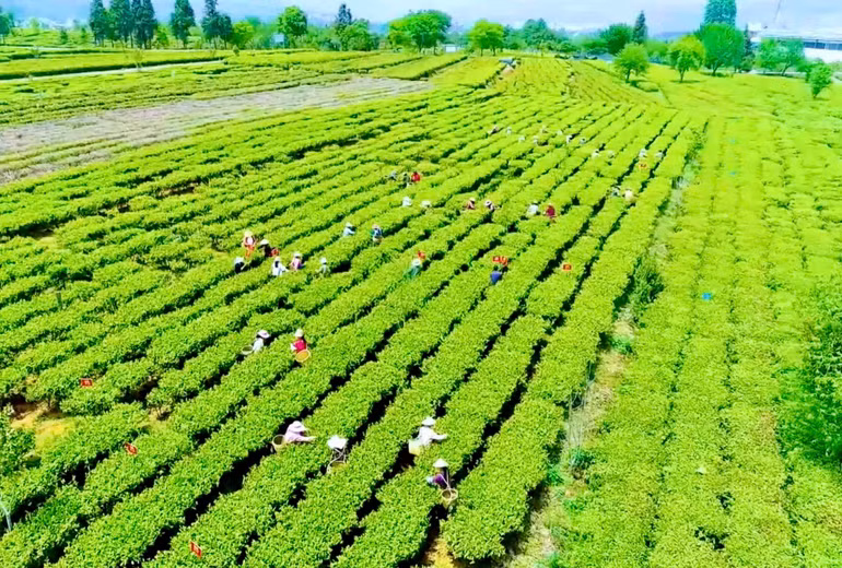 Vùng nguyên liệu trà của công ty cổ phần Tập đoàn VGreen. Vùng nguyên liệu trà của công ty cổ phần Tập đoàn VGreen.