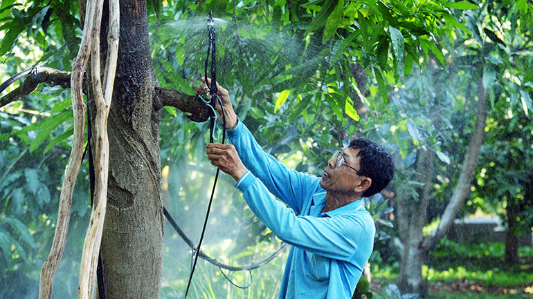 Tưới nước phun sương cho vườn xoài cát Hòa Lộc ở xã Hòa Hưng, huyện Cái Bè (Tiền Giang).