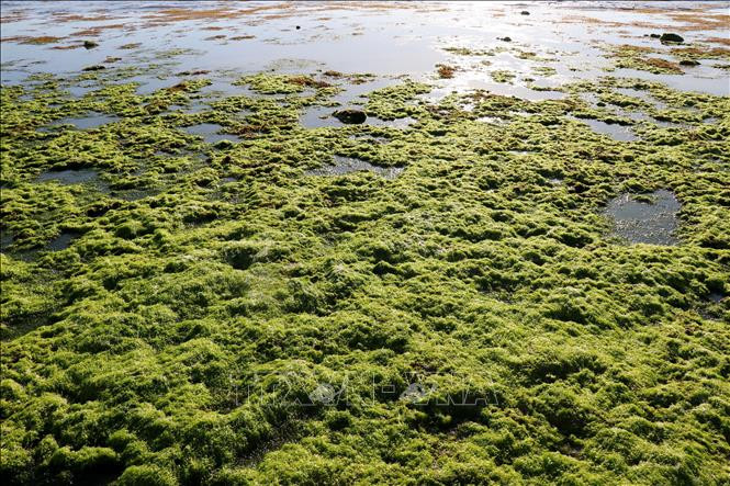 Khi thủy triều xuống, rong biển hiện lên trên bãi rạn tạo nên một màu xanh tươi mát.