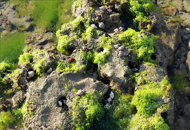 Các loại ốc và sinh vật trú ngụ trong lớp rong biển.