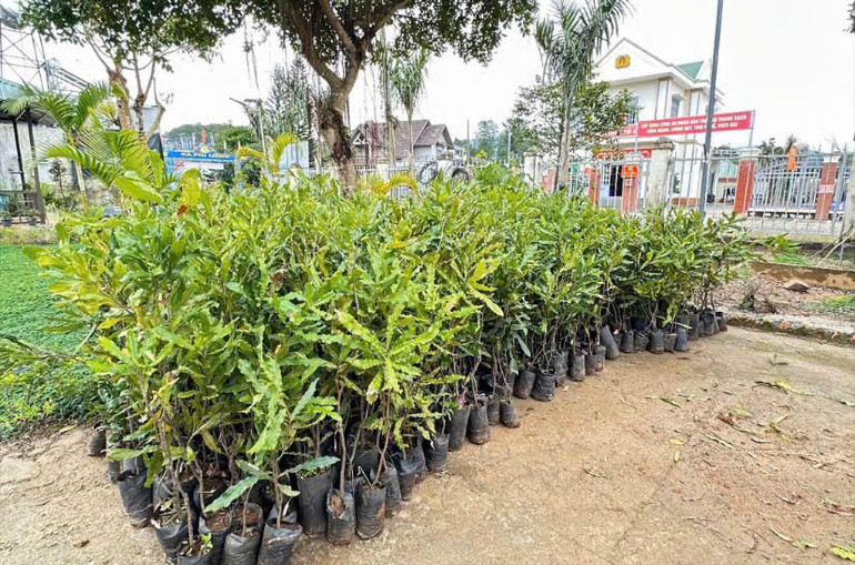 500 cây giống mắc-ca được Câu lạc bộ thiện nguyện Lâm Hà chuẩn bị để gửi đến những hộ gia đình khó khăn.