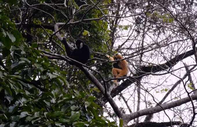 Vượn bố và vượn mẹ ôm con mới sinh tại khu vực rừng tự nhiên bản Hua Tạt. (Ảnh: PanNature)