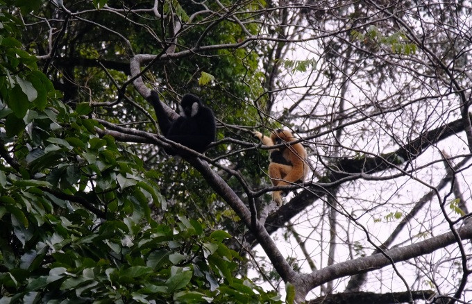 Vượn bố và vượn mẹ ôm con mới sinh tại khu vực rừng tự nhiên bản Hua Tạt. (Ảnh: PanNature)