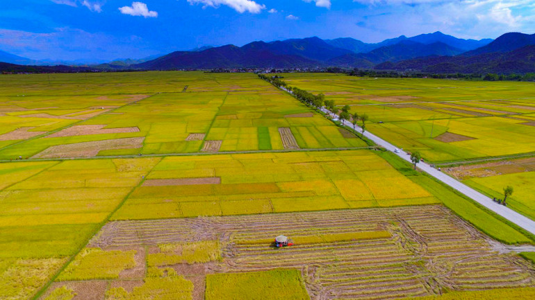 Cánh đồng Mường Thanh mùa lúa chín.
