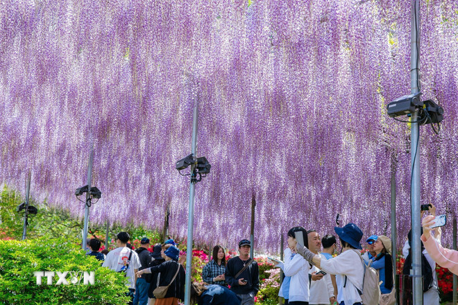 Du khách đắm chìm trong một biển hoa màu tím nhạt dịu dàng. (Ảnh: TTXVN)