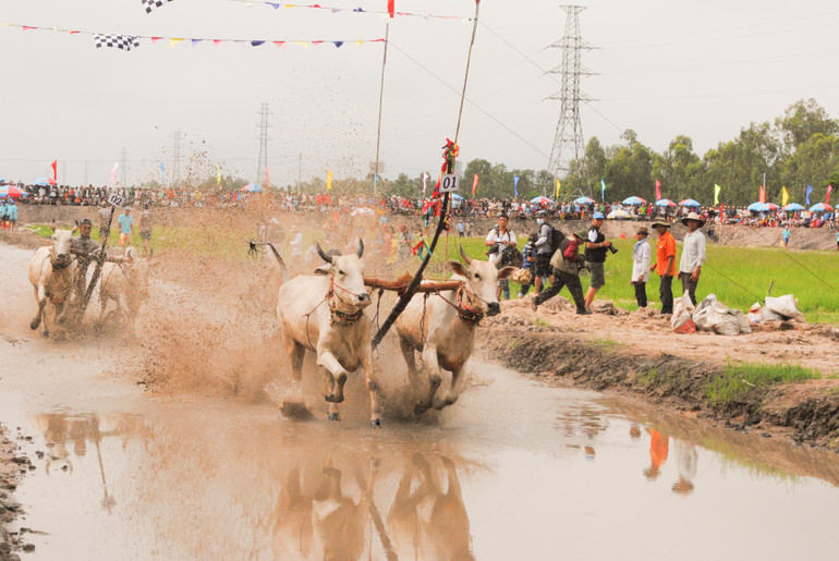 Đua bò Bảy Núi ở tỉnh An Giang luôn là hoạt động hấp dẫn nhiều du khách.
