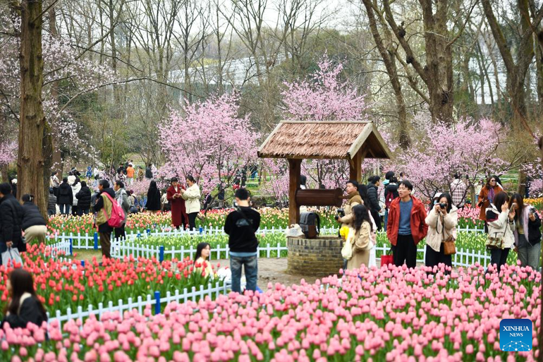 Vẻ đẹp của những cánh đồng hoa đã tạo nên khung cảnh rực rỡ, thu hút khách du lịch tham quan.