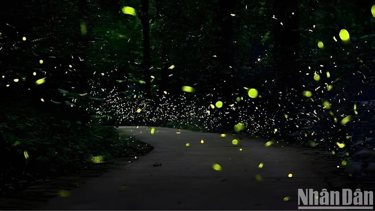 Vẻ lung linh ở tour đêm Vườn quốc gia Cúc Phương.