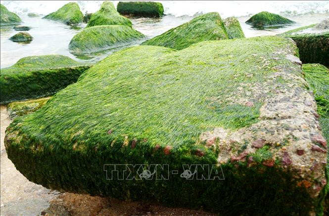 Những tảng đá tự nhiên với hình thù kỳ thú phủ đầy rêu xanh trông rất thú vị, bắt mắt. Những tảng đá tự nhiên với hình thù kỳ thú phủ đầy rêu xanh trông rất thú vị, bắt mắt.