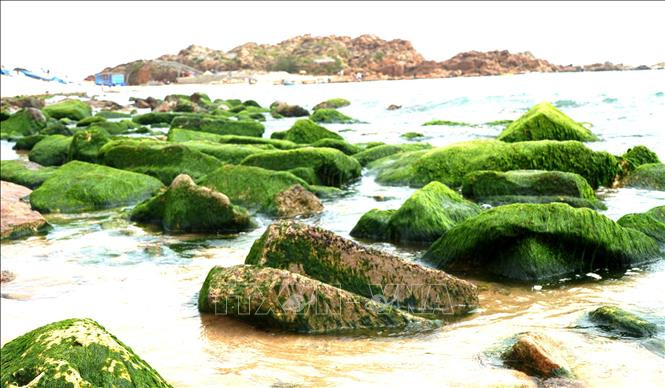 Những tảng đá tự nhiên với hình thù kỳ thú phủ đầy rêu xanh trông rất thú vị, bắt mắt. Những tảng đá tự nhiên với hình thù kỳ thú phủ đầy rêu xanh trông rất thú vị, bắt mắt.