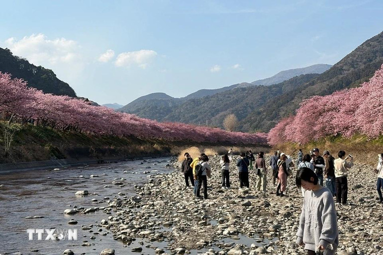 Hoa anh đào nhuộm hồng những khúc sông trong thị trấn.