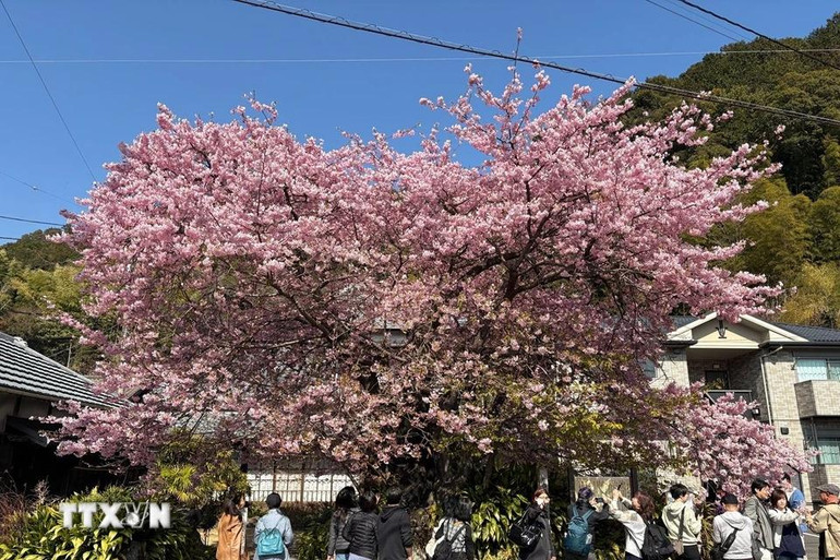 Cây hoa anh đào đầu tiên được phát hiện ở thị trấn Kawazu vào năm 1955, được xem là khởi nguồn của giống anh đào này.