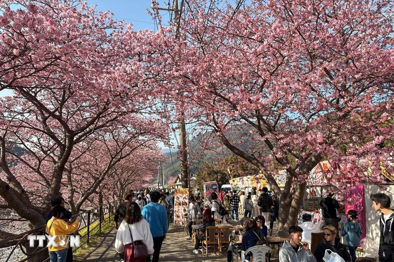 Du khách thư giãn dưới tán anh đào.