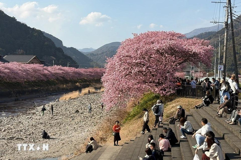 Du khách tận hưởng tiết trời ấm áp của mùa xuân bên những tán anh đào rực rỡ.