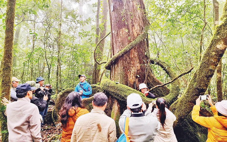 Du khách tham quan, trải nghiệm tại Vườn quốc gia Bidoup-Núi Bà. Du khách tham quan, trải nghiệm tại Vườn quốc gia Bidoup-Núi Bà.