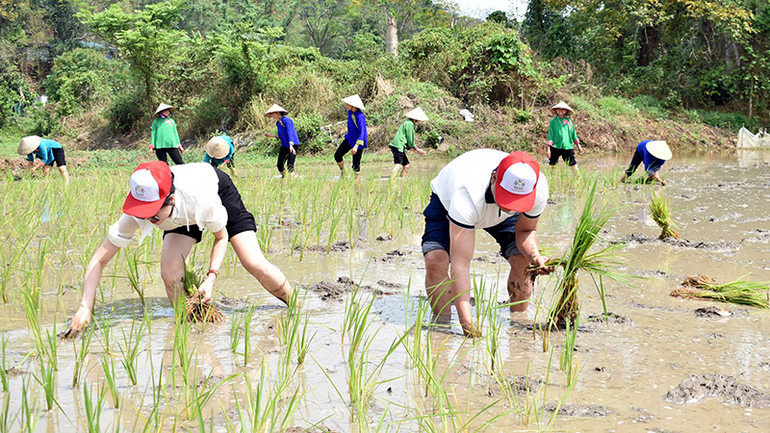 Du khách trải nghiệm cấy lúa.