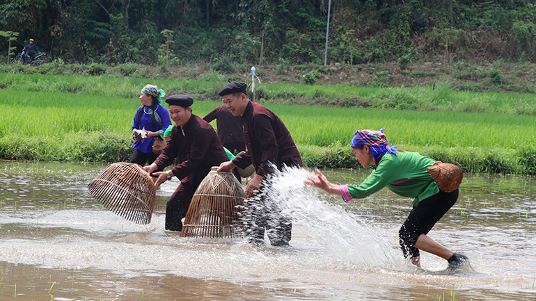 Thi bắt cá bằng nơm ở ruộng lúa tại thôn Tân Lập, xã Tân Trào.