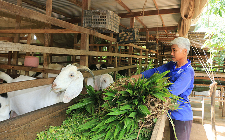 Chăm sóc dê tại xã Thường Phước 2, huyện Hồng Ngự, tỉnh Đồng Tháp. (Ảnh NHỰT AN)