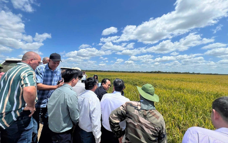 Đoàn thăm Dự án trồng lúa công nghệ cao tại huyện Los Palacios, tỉnh Pinar del Río, Cuba. (Nguồn: Đại sứ quán Việt Nam tại Cuba)