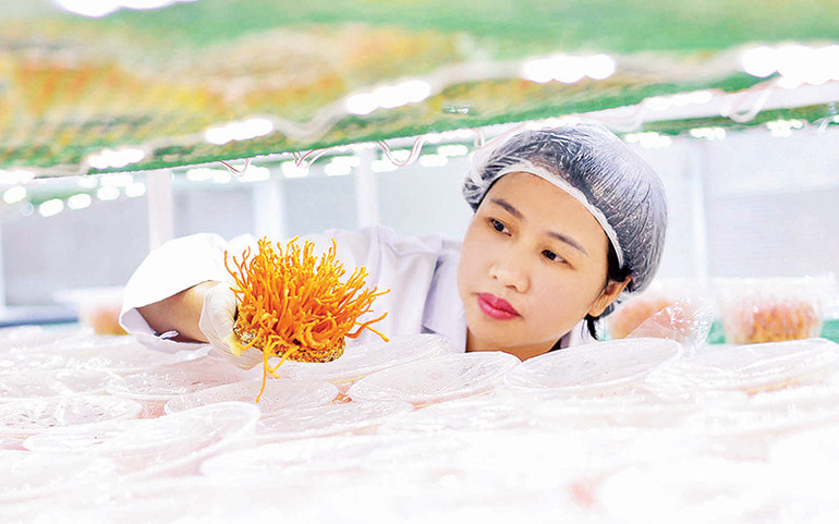 Nấm đông trùng hạ thảo sẽ cho thu hoạch sau 3 tháng nuôi cấy trên nhộng tằm.