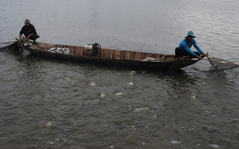 Một vùng nuôi cá tra thuộc tỉnh An Giang. Một vùng nuôi cá tra thuộc tỉnh An Giang.