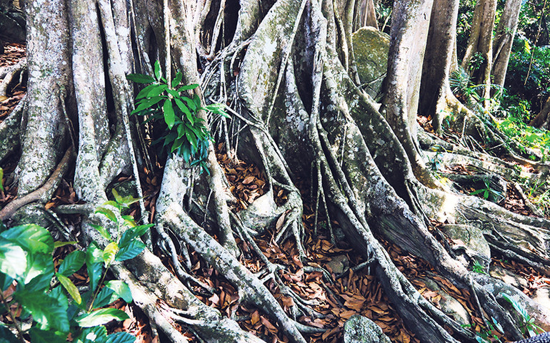 Rễ đa mạnh mẽ bám vào lòng đất, tạo nên hình ảnh độc đáo, ấn tượng. Rễ đa mạnh mẽ bám vào lòng đất, tạo nên hình ảnh độc đáo, ấn tượng.