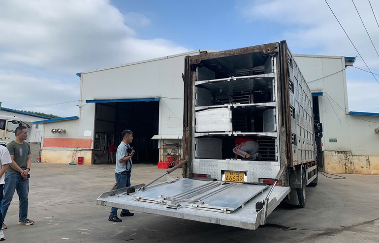 Quy trình kiểm dịch nghiêm ngặt được áp dụng tại trang trại chăn nuôi thông minh.