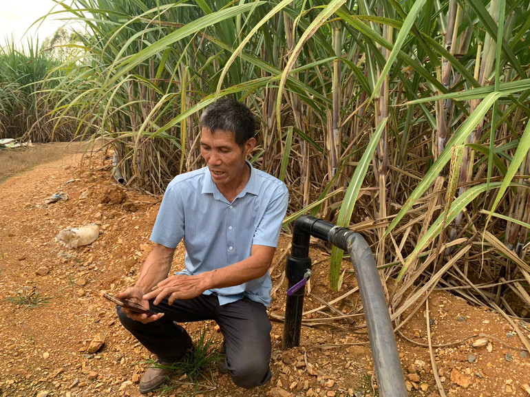 Ông Phùng Uy đang vận hành hệ thống tưới tiêu thông minh sử dụng phân bón hữu cơ từ chất thải của trang trại chăn nuôi.