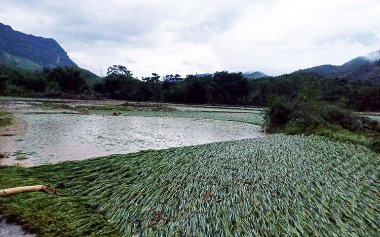Thủy điện đồng loạt xả lũ là một trong những nguyên nhân khiến hàng trăm héc-ta lúa tại huyện Quang Bình (Hà Giang) bị ngập úng vào tháng 9 vừa qua. Thủy điện đồng loạt xả lũ là một trong những nguyên nhân khiến hàng trăm héc-ta lúa tại huyện Quang Bình (Hà Giang) bị ngập úng vào tháng 9 vừa qua.