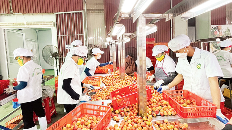 Sơ chế vải thiều xuất khẩu tại cơ sở chế biến nông sản ở xã Thanh Xá, huyện Thanh Hà. (Ảnh QUỐC VINH) Sơ chế vải thiều xuất khẩu tại cơ sở chế biến nông sản ở xã Thanh Xá, huyện Thanh Hà. (Ảnh QUỐC VINH)