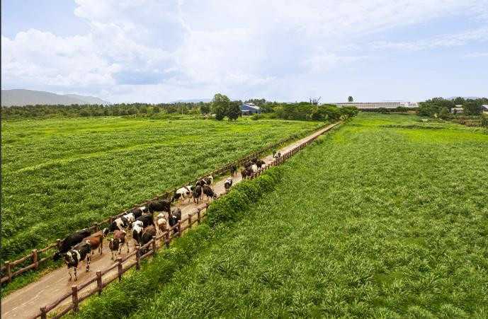 Hệ thống 15 trang trại của Vinamilk đều đạt các tiêu chuẩn hàng đầu về thực hành nông nghiệp tốt như EU Organic, Global S.L.P. và hướng đến mục tiêu trung hòa carbon vào năm 2050.