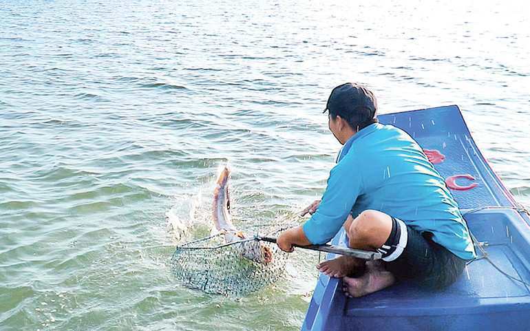 Ngư dân thu hoạch thủy sản tươi sống từ dàn câu kiều.
