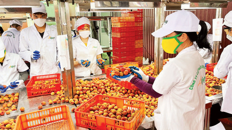 Sơ chế vải thiều xuất khẩu tại huyện Thanh Hà. Sơ chế vải thiều xuất khẩu tại huyện Thanh Hà.