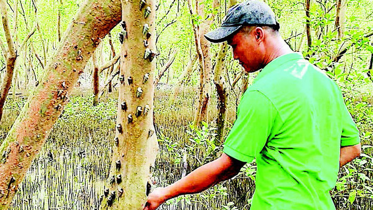 Cư dân miệt rừng ngập mặn Cà Mau bắt ốc len trên thân cây mắm.