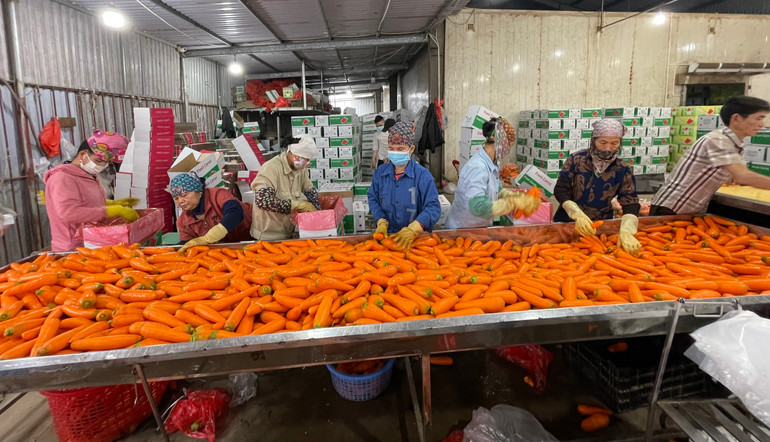 Sơ chế cà-rốt. Ảnh: Quốc Vinh